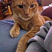 Oliver joined the competition — help win amazing prizes! cat, ginger_cat, pet, animal, indoor, close_up, fur, whiskers, paw, lap, clothing, denim, sweatshirt, relaxed, feline, house, cozy, blurred_background, resting, domestic
