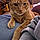 Oliver
