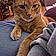 Oliver