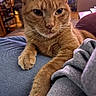 cat, ginger_cat, pet, animal, indoor, close_up, fur, whiskers, paw, lap, clothing, denim, sweatshirt, relaxed, feline, house, cozy, blurred_background, resting, domestic