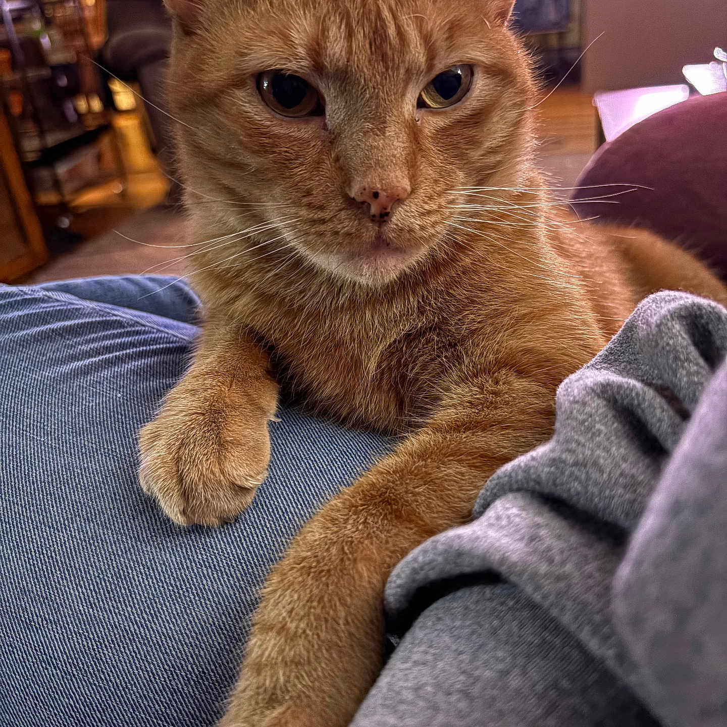 Oliver
