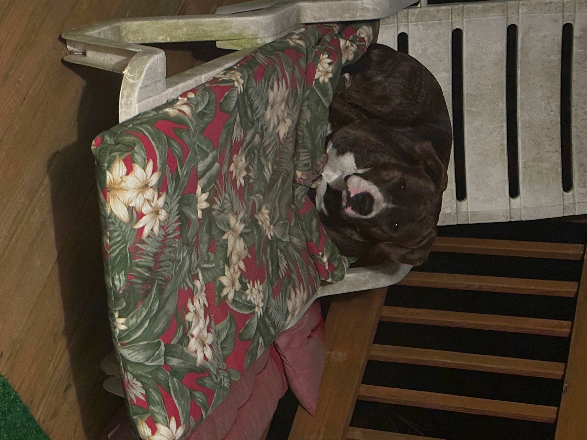 Remington joined the competition — help win amazing prizes! art, carmine, costume, flooring, fur, linens, magenta, pattern, room, textile, toy, visual_arts, wood