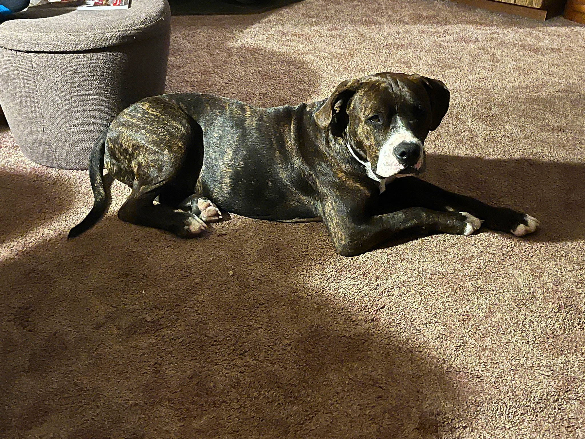 Remington joined the competition — help win amazing prizes! canidae, carnivore, comfort, companion_dog, dog, dog_breed, flooring, flowerpot, gun_dog, non_sporting_group, snout, sporting_group, terrestrial_animal, working_animal, working_dog