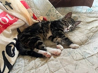 Bootsie is registered to the contest to win money with this photo: bed, bed_sheet, bedding, carnivore, cat, claw, comfort, domestic_short_haired_cat, felidae, fur, linens, paw, room, small_to_medium_sized_cats, tail, terrestrial_animal, textile, whiskers
