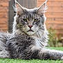 cat, maine_coon, fluffy, outdoor, grass, greenery, pet, animal, feline, tufted_ears, portrait, relaxing, nature, close_up, whiskers, gray_fur, long_hair, garden, soft_light, calm