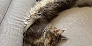 Zaricot participe au concours pour gagner de l'argent avec cette photo : cat, fluffy, sleeping, couch, indoor, relaxed, furniture, pet, cozy, domestic, pillow, resting, animal, fur, whiskers, tabby, cute, home, comfort, nap