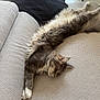 cat, fluffy, sleeping, couch, indoor, relaxed, furniture, pet, cozy, domestic, pillow, resting, animal, fur, whiskers, tabby, cute, home, comfort, nap