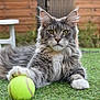 cat, tennis_ball, grass, outdoor, pet, feline, paw, fluffy, gray_cat, white_paw, animal, playing, relaxing, garden, nature, close_up, focus, cute, domestic_cat, backyard