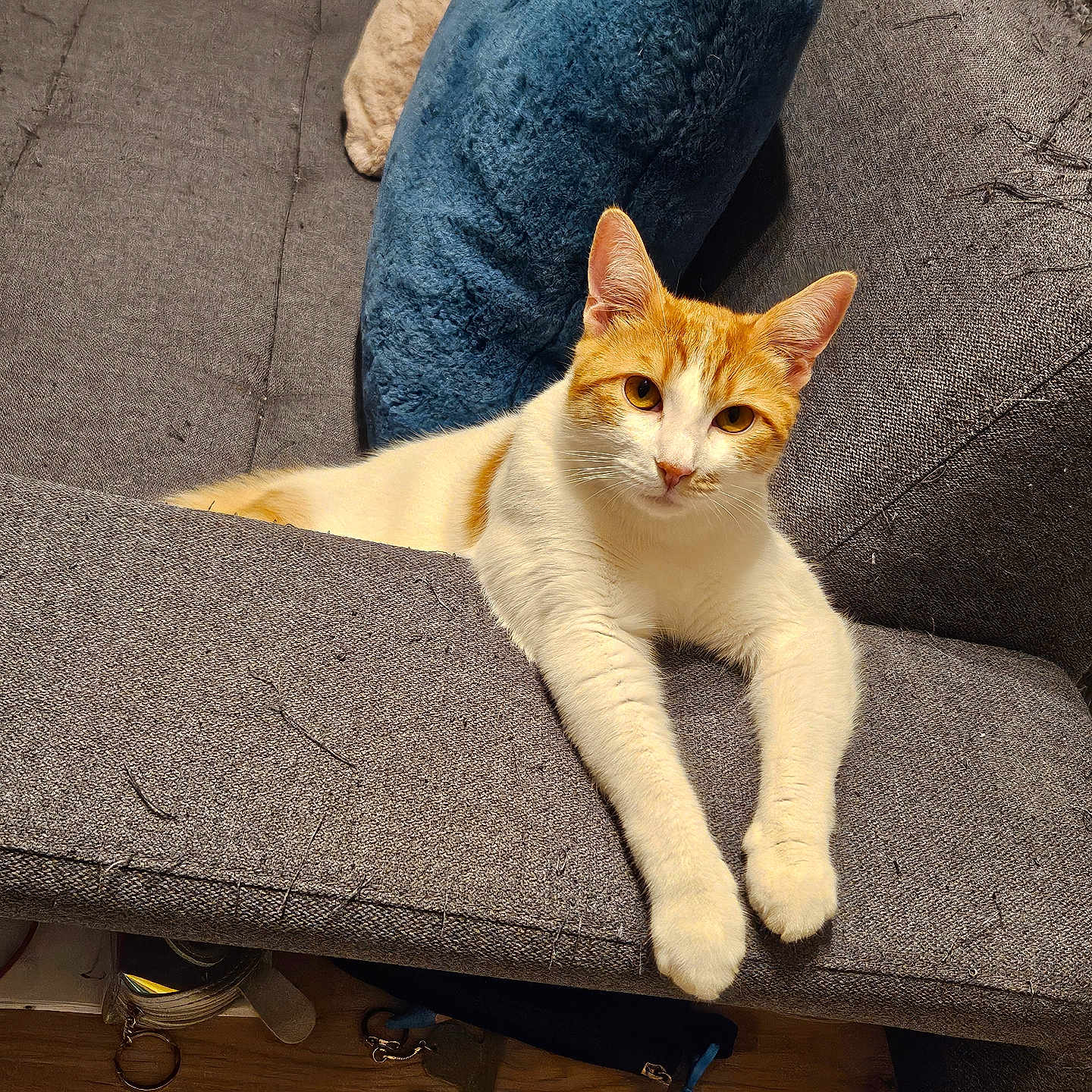 Cookie participe au concours pour gagner de l'argent avec cette photo : blue_pillow, cat, cat_hair, coffee_container, couch, cozy, feline, fur, furniture, gray_couch, home, indoor, looking_at_camera, orange_cat, pet, pop_it_toy, relaxed, shelf, sitting, white_cat