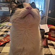 Mouse is registered to the contest to win money with this photo: animal, architecture, building, cat, diningroom, diningtable, face, furniture, head, homedecor, indoors, interiordesign, kitten, person, pet, photography, plant, portrait, pottedplant, table