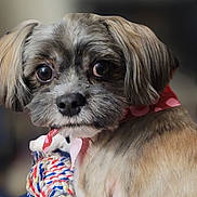 Valentino is registered to the contest to win money with this photo: adorable, animal, close_up, cute, dog, ears, eyes, face, fluffy, fur, indoor, looking, mammal, pet, playful, portrait, rope_toy, scarf, toy, young