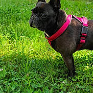 Maddy a rejoint le concours — aidez-le/la à gagner de superbes lots ! dog, french_bulldog, black_dog, pet, outdoor, grass, greenery, garden, harness, animal, canine, nature, summer, plant, leaf, clover, closeup, portrait, standing, daylight