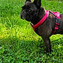 dog, french_bulldog, black_dog, pet, outdoor, grass, greenery, garden, harness, animal, canine, nature, summer, plant, leaf, clover, closeup, portrait, standing, daylight