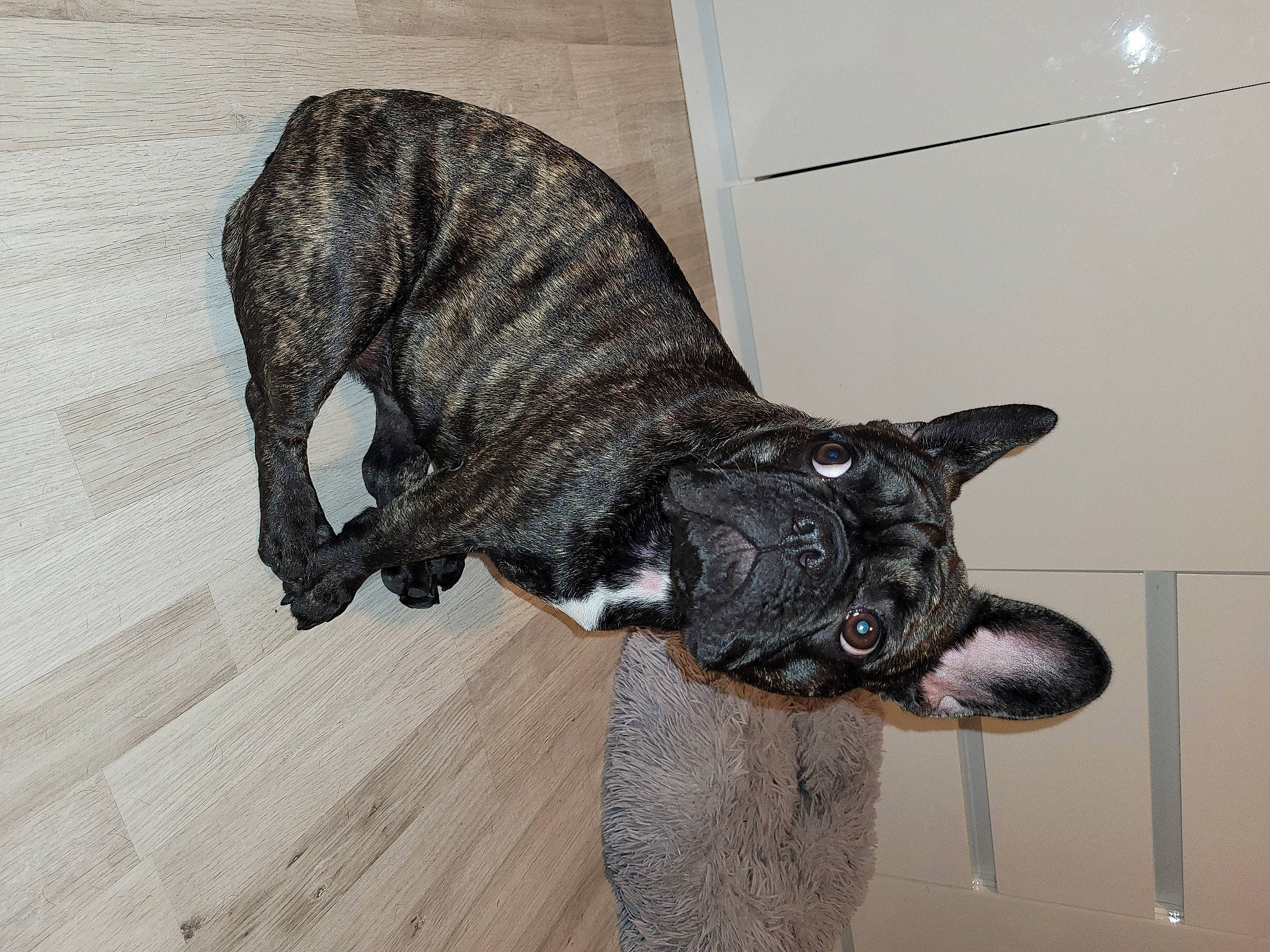 Mila participe au concours pour gagner de l'argent avec cette photo : canidae, carnivore, claw, companion_dog, dog, dog_breed, fawn, fur, hardwood, liver, non_sporting_group, paw, snout, sporting_group, tail, terrestrial_animal, treeing_tennessee_brindle, whiskers, wood, working_animal