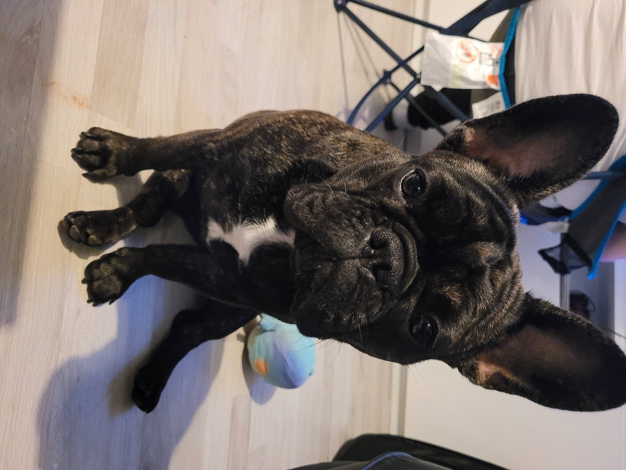 Mila a rejoint le concours — aidez-le/la à gagner de superbes lots ! art, carnivore, claw, companion_dog, dog_breed, domestic_short_haired_cat, ear, extinction, felidae, fur, gesture, jaw, metal, sculpture, small_to_medium_sized_cats, statue, tail, terrestrial_animal, whiskers, working_animal