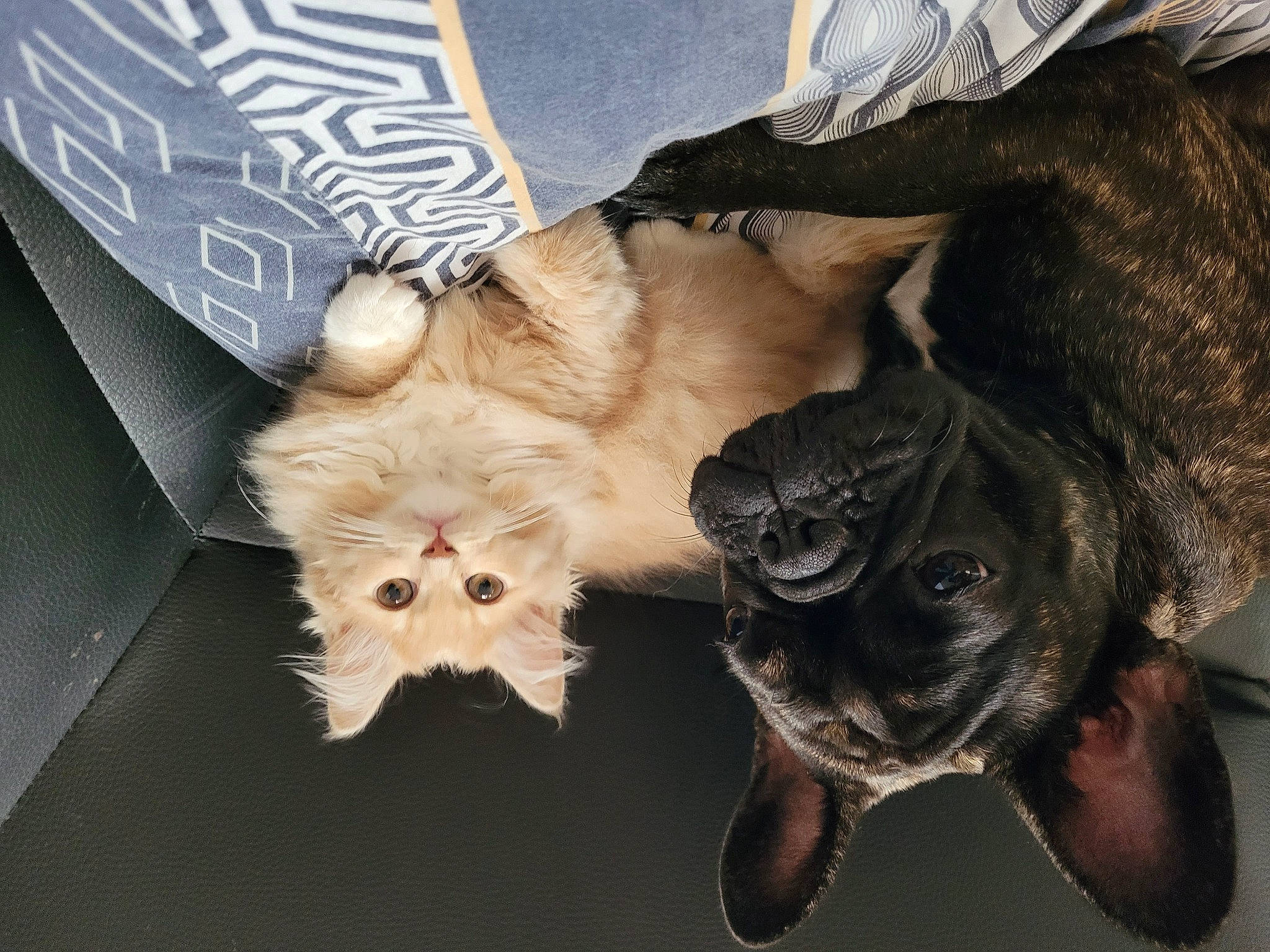 Kyûbi a rejoint le concours — aidez-le/la à gagner de superbes lots ! carnivore, clock, companion_dog, dog, dog_breed, dog_collar, dog_supply, eyewear, fawn, felidae, fur, guard_dog, liver, mammal, paw, snout, tail, toy_dog, whiskers, working_animal