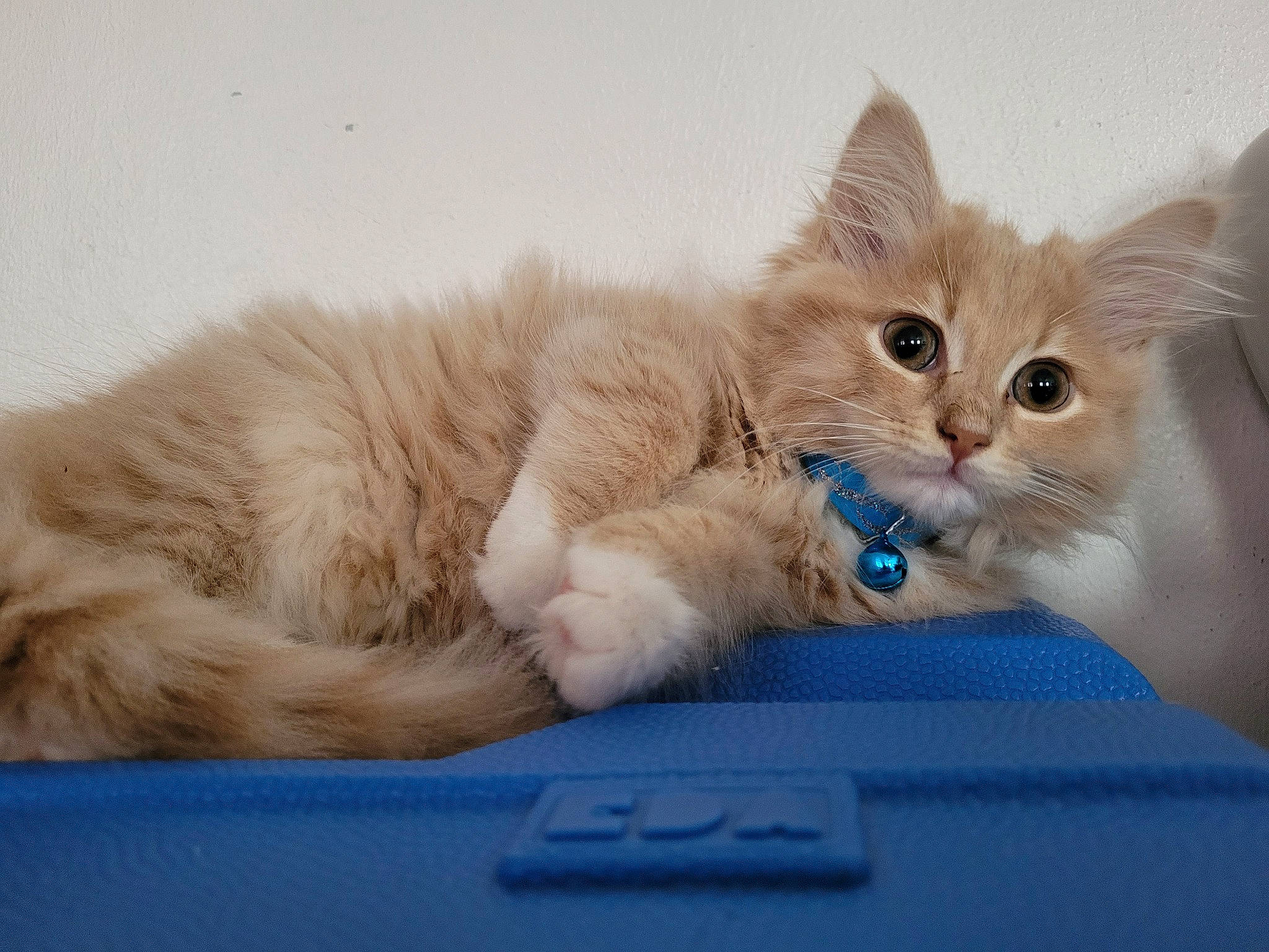 Kyûbi participe au concours pour gagner de l'argent avec cette photo : carnivore, cat, claw, comfort, domestic_short_haired_cat, electric_blue, fawn, felidae, fur, paw, photo_caption, sitting, small_to_medium_sized_cats, snout, tail, terrestrial_animal, whiskers