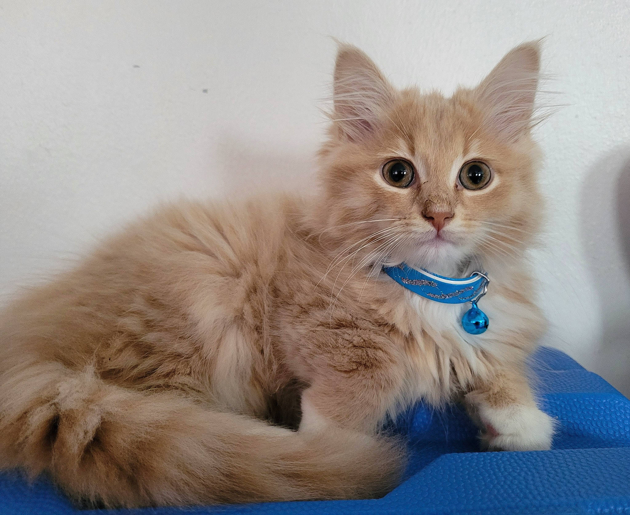 Kyûbi participe au concours pour gagner de l'argent avec cette photo : carnivore, cat, cat_supply, claw, comfort, domestic_short_haired_cat, electric_blue, fawn, felidae, fur, paw, sitting, small_to_medium_sized_cats, snout, tail, terrestrial_animal, whiskers