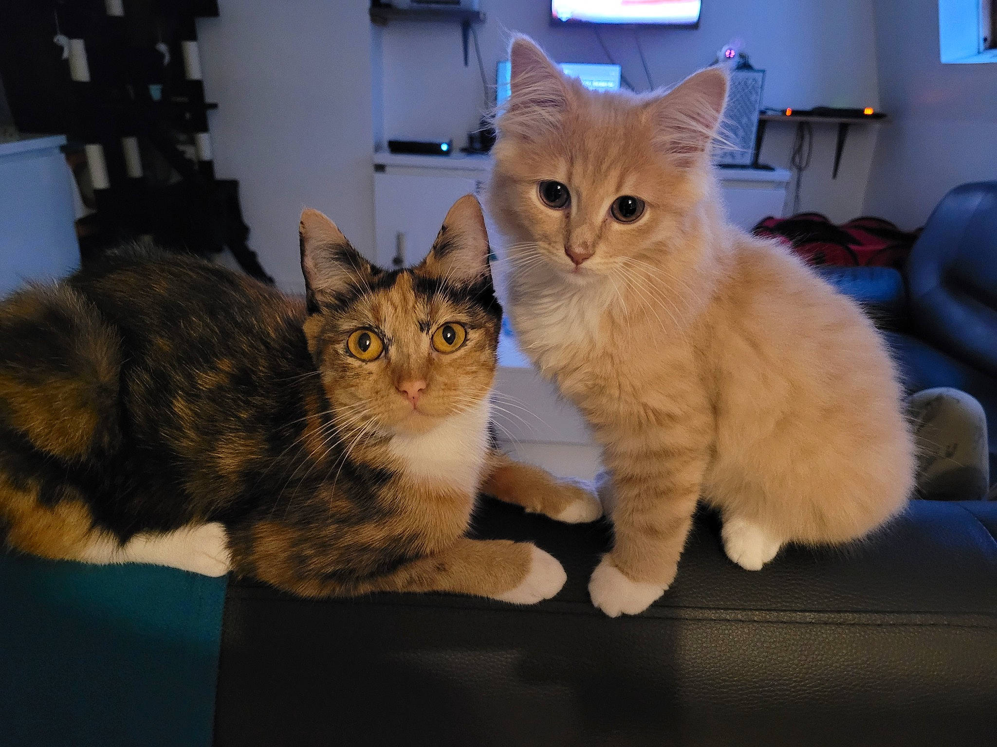 Kyûbi a rejoint le concours — aidez-le/la à gagner de superbes lots ! box, carnivore, cat, cat_furniture, claw, comfort, couch, domestic_short_haired_cat, drawer, fawn, felidae, fur, gesture, paw, small_to_medium_sized_cats, snout, tail, vertebrate, whiskers, window