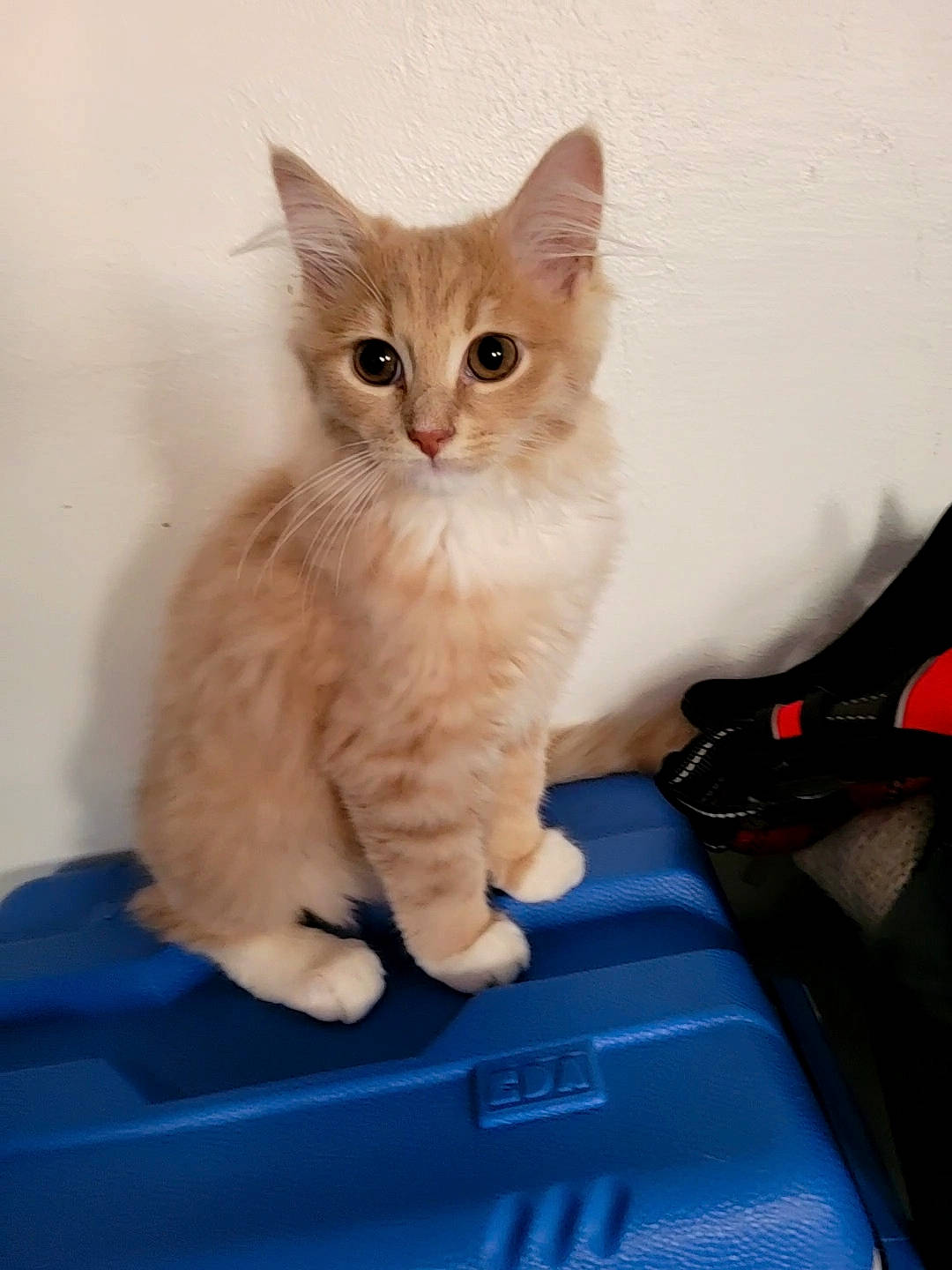 Kyûbi participe au concours pour gagner de l'argent avec cette photo : automotive_exterior, carnivore, cat, claw, comfort, domestic_short_haired_cat, electric_blue, fawn, felidae, fur, gesture, paw, sitting, small_to_medium_sized_cats, tail, vehicle, whiskers