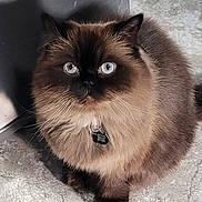 Favio is registered to the contest to win money with this photo: cat, fluffy, blue_eyes, feline, pet, indoor, collar, tag, fur, sitting, looking_up, close_up, domestic_animal, animal, whiskers, cute, face, portrait, floor, shadow