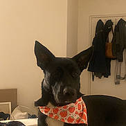 Lila is registered to the contest to win money with this photo: dog, black_dog, white_chest, bandana, strawberry_pattern, pet, animal, sitting, bed, bedroom, indoors, home, clothing, collar, pointed_ears, short_hair, portrait, serious_expression, bedding, cozy