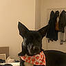 dog, black_dog, white_chest, bandana, strawberry_pattern, pet, animal, sitting, bed, bedroom, indoors, home, clothing, collar, pointed_ears, short_hair, portrait, serious_expression, bedding, cozy