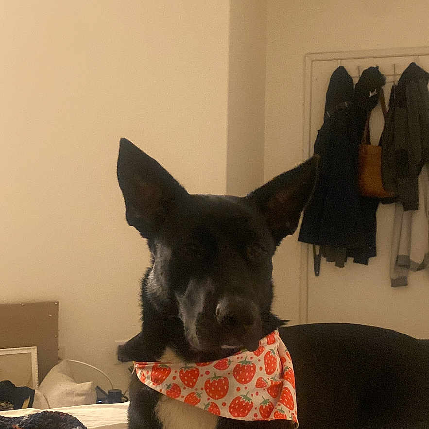 Lila