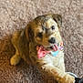 Punkin joined the competition — help win amazing prizes! puppy, dog, bowtie, carpet, tongue_out, playful, pet, cute, fur, paw, animal, indoor, young_dog, adorable, friendly, small_dog, pet_accessory, mischievous, looking_up, domestic_animal
