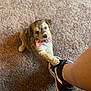 Punkin is registered to the contest to win money with this photo: puppy, dog, bow_tie, carpet, shoe, sneaker, black_and_white, paw, tongue_out, cute, playful, pet, indoor, person, foot, animal, small_dog, furry, young_dog, looking_up