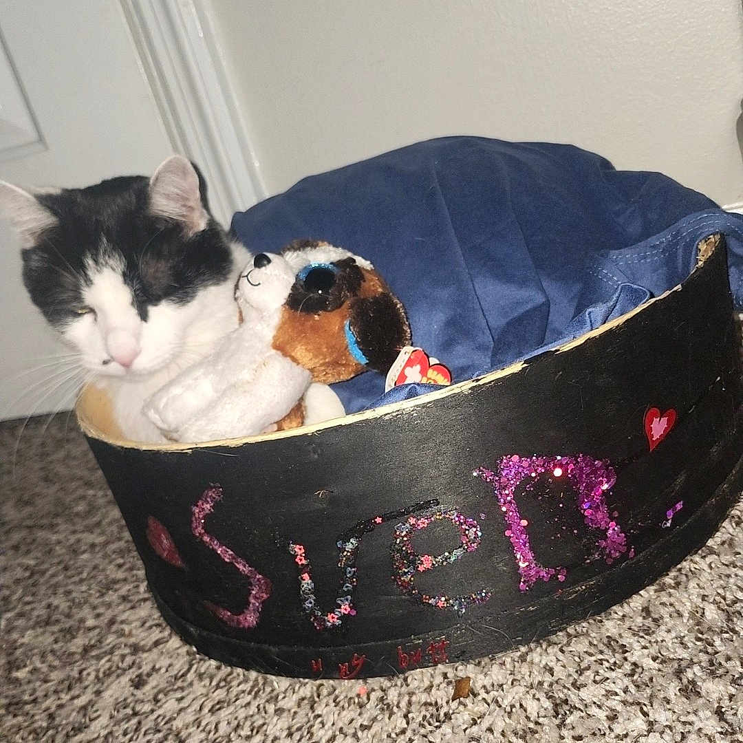 Sven joined the competition — help win amazing prizes! accessories, animal, bag, basket, bed, box, canine, cat, dog, furniture, handbag, homedecor, indoors, kitten, manx, person, pet, plant, pottedplant, sleeping