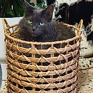 Pedro a rejoint le concours — aidez-le/la à gagner de superbes lots ! cat, gray_cat, green_eyes, basket, woven_basket, indoor, plant, decor, floor, furniture, pet, animal, fur, curious, cozy, resting, home, domestic, closeup, portrait