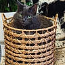 cat, gray_cat, green_eyes, basket, woven_basket, indoor, plant, decor, floor, furniture, pet, animal, fur, curious, cozy, resting, home, domestic, closeup, portrait