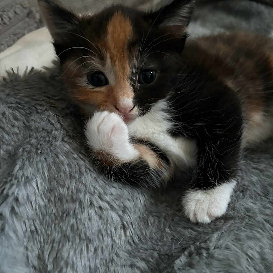 Snickers is registered to the contest to win money with this photo: abyssinian, animal, blanket, cat, computer, computerhardware, electronics, food, fruit, hardware, kitten, manx, monitor, pc, person, pet, plant, produce, screen, sleeping