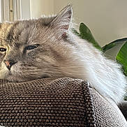 Princesse Mirabelle a rejoint le concours — aidez-le/la à gagner de superbes lots ! cat, fluffy, sleepy, cushion, brown, indoor, houseplant, green_leaves, window, natural_light, cozy, relaxed, pet, feline, closeup, texture, resting, soft_light, home, comfort