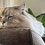 cat, fluffy, sleepy, cushion, brown, indoor, houseplant, green_leaves, window, natural_light, cozy, relaxed, pet, feline, closeup, texture, resting, soft_light, home, comfort