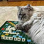 Princesse Mirabelle a rejoint le concours — aidez-le/la à gagner de superbes lots ! cat, fluffy_cat, scrabble_board, game, tiles, carpet, indoor, pet, feline, paw, board_game, letters, close_up, playing, relaxed, gray_cat, home, wood_floor, table, funny