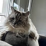 cat, fluffy, sofa, indoor, window, pet, feline, relaxed, cozy, texture, fur, closeup, resting, domestic_animal, home, natural_light, whiskers, ears, face, couch