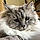 Princesse Mirabelle
