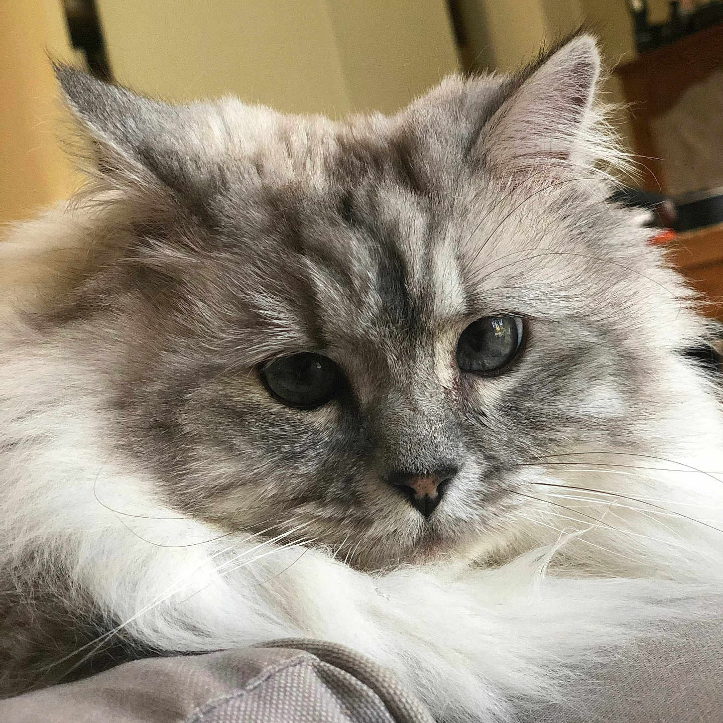 Princesse Mirabelle participe au concours pour gagner de l'argent avec cette photo : animal, cat, close_up, cushion, cute, domestic, ears, face, feline, fluffy, fur, gray, indoor, pet, portrait, relaxed, resting, soft, whiskers, white