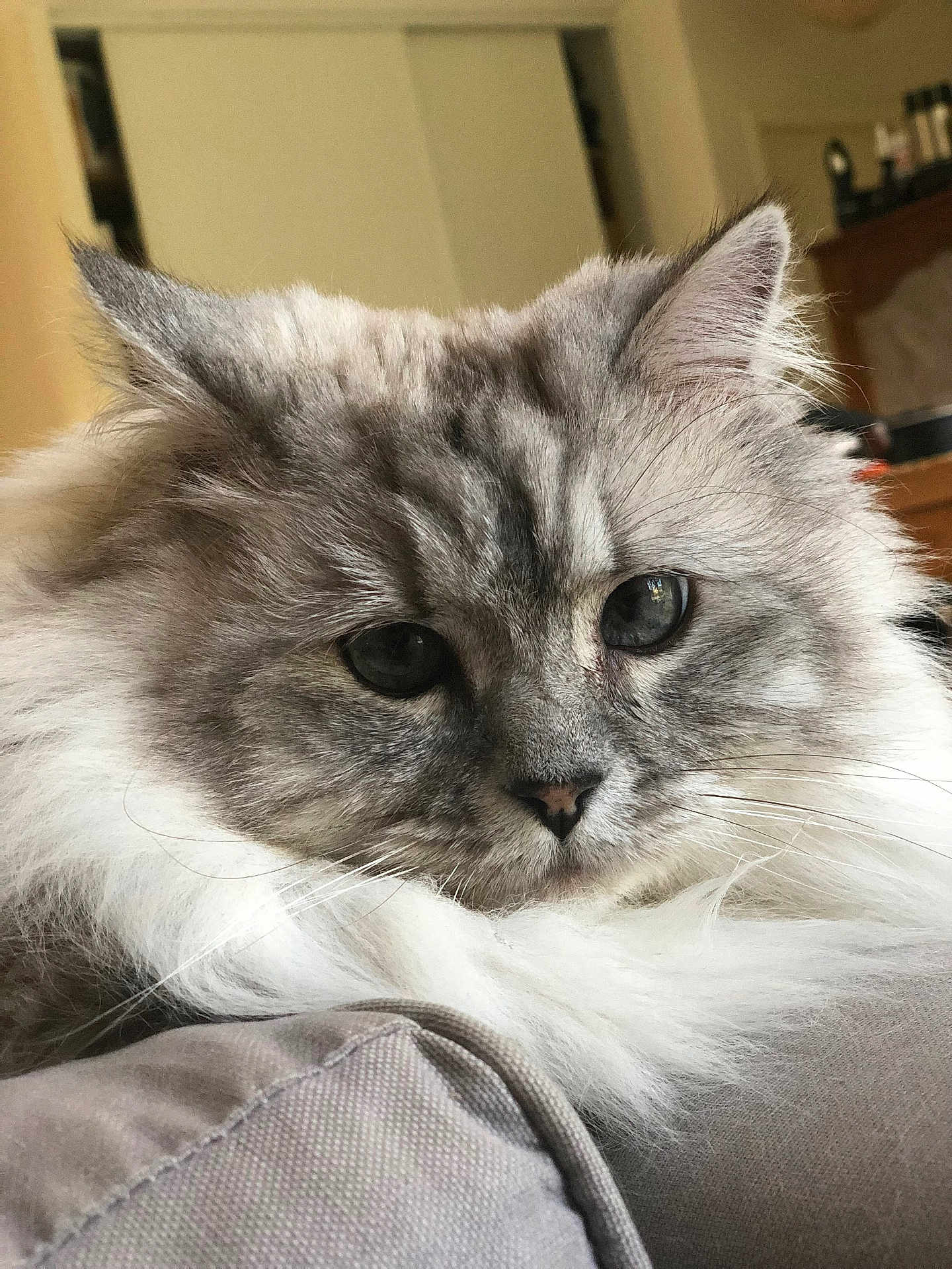Princesse Mirabelle