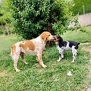 Priya Ulysse a rejoint le concours — aidez-le/la à gagner de superbes lots ! animal, bush, canine, daytime, dog, dogs, ears, friendly, fur, grass, greenery, legs, muzzle, nature, outdoor, pet, playful, snout, tail, two_animals