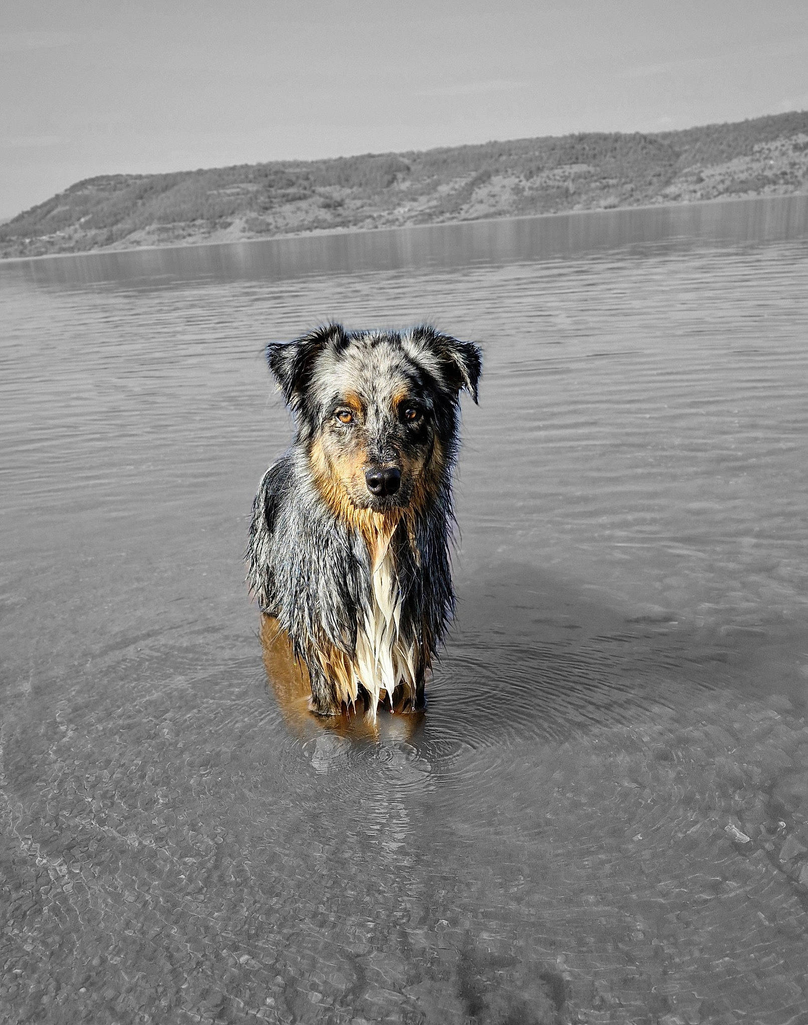 Rocket a rejoint le concours — aidez-le/la à gagner de superbes lots ! beach, canidae, carnivore, coast, dog, dog_breed, herding_dog, horizon, lake, landscape, ocean, rock, sky, sporting_group, water, wave, wind_wave, winter, working_animal, working_dog