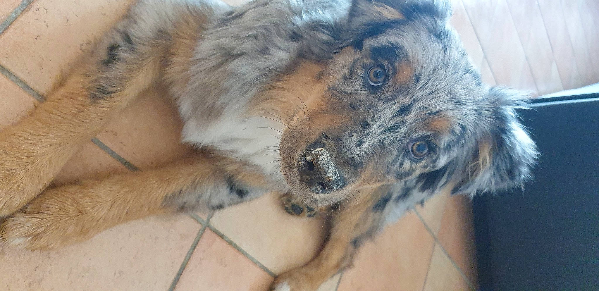 Rocket a rejoint le concours — aidez-le/la à gagner de superbes lots ! canidae, carnivore, companion_dog, dog, dog_breed, ear, eye, fur, liver, paw, small_terrier, snout, sporting_group, terrestrial_animal, terrier, whiskers, working_animal, working_terrier