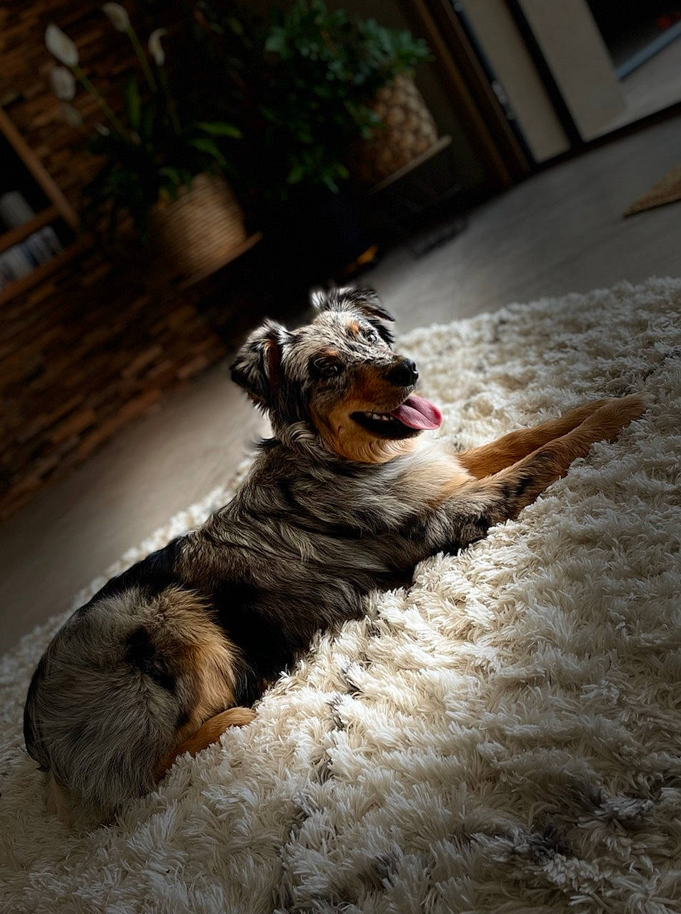 Rocket participe au concours pour gagner de l'argent avec cette photo : canidae, carnivore, companion_dog, dog, dog_breed, fawn, felidae, flooring, fur, plant, schnauzer, small_to_medium_sized_cats, snout, sporting_group, tail, terrier, toy, whiskers, window, wood