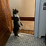 animal, black, brown, carpet, cat, curious, domestic, door, feline, floor, home, indoor, looking_up, pet, standing, tabby, tile_floor, wall, white, wood