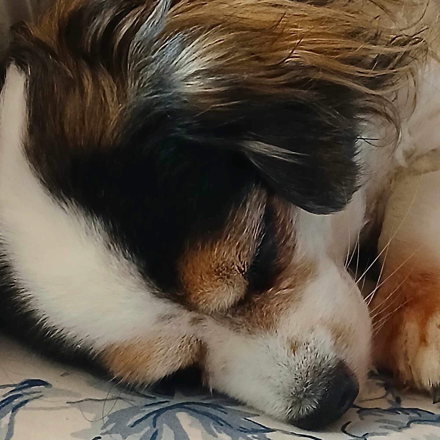 Rosie joined the competition — help win amazing prizes! animal, black, brown, calm, close_up, cute, dog, face, fur, indoors, nose, pattern, paw, pet, relaxed, resting, sleeping, textile, whiskers, white