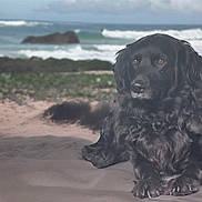 Princesse participe au concours pour gagner de l'argent avec cette photo : animal, beach, black_dog, calm, canine, coast, daytime, dog, fur, landscape, nature, ocean, outdoor, pet, relaxed, sand, scenic, sea_breeze, water, waves