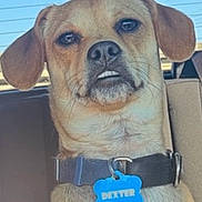 Dexter is registered to the contest to win money with this photo: dog, pet, car, collar, tag, brown_fur, underbite, seat, window, daylight, animal, canine, portrait, closeup, ears, snout, whiskers, blue_tag, indoor, cute