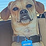 dog, pet, car, collar, tag, brown_fur, underbite, seat, window, daylight, animal, canine, portrait, closeup, ears, snout, whiskers, blue_tag, indoor, cute